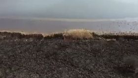 VIDEO Dezastru ecologic în Delta din Carpați. Sute de animale au pierit în incendiul devastator